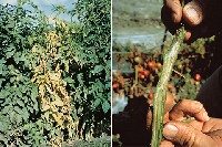 Krzew pomidora porażony grzybem Fusarium oxysporum wywołującym chorobę naczyniową.