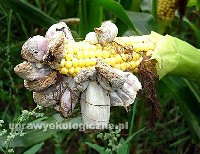 Głownia kukurydzy - bardzo częsta choroba atakująca kolby