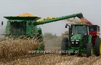 Zbiór kukurydzy specjalnym kombajnem