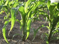 Liść kukurydzy może mieć długość nawet 1,5m
