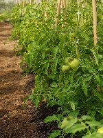 Uprawa pomidora metoda ściółkową w szklarni.