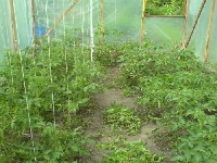 Uprawa pomidorów w hobbystycznej, przydomowej szklarni wymaga systematycznego usuwania chwastów.