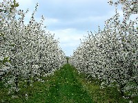 Pięknie kwitnący sad wiśniowy, uprawa ekologiczna w centralnej Polsce.