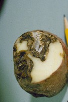 Sucha zgnilizna Fusarium w bulwie ziemniaka powstała na skutek niewłaściwego przechowywania